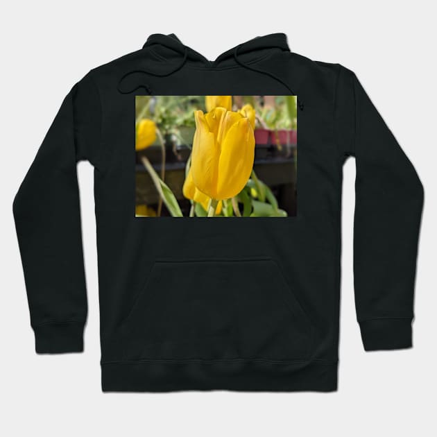 Yellow Tulip Hoodie by AustaArt